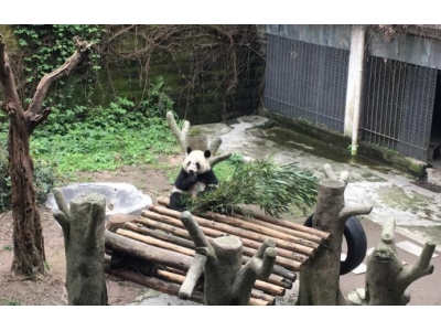 重庆动物园介绍？